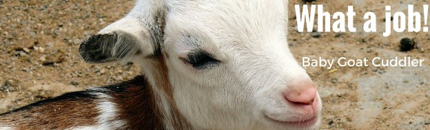 what a job: baby goat cuddler